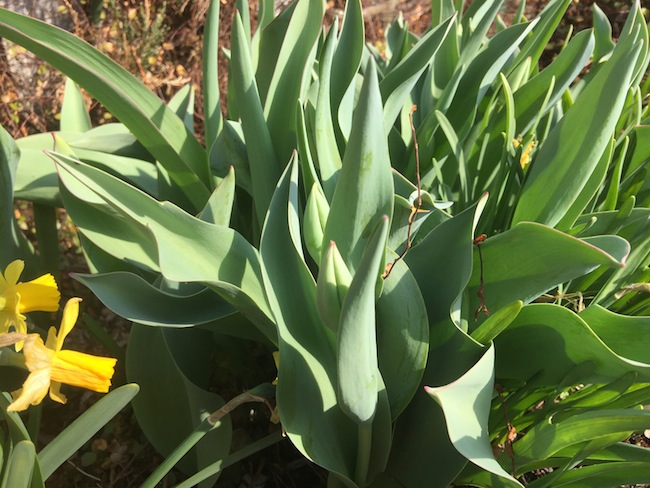 f:id:sk6960:20170326151355j:plain