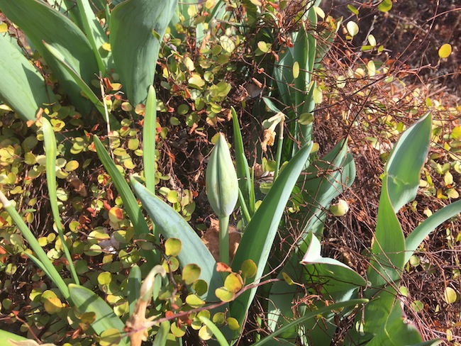 f:id:sk6960:20170326151356j:plain