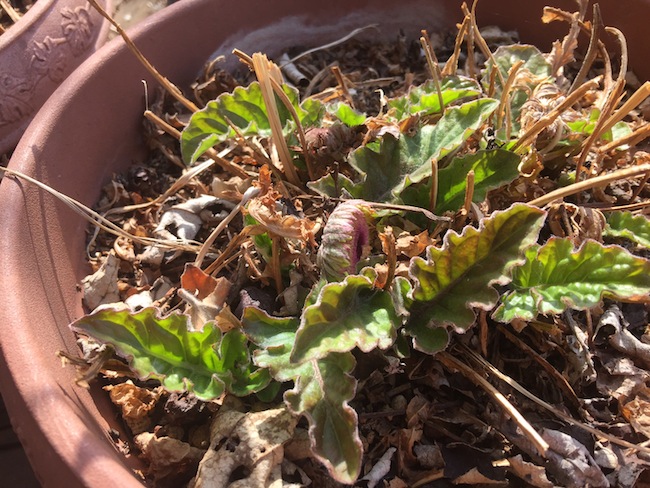 f:id:sk6960:20170326151400j:plain