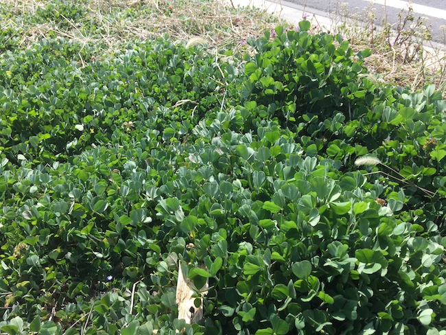 f:id:sk6960:20170326151405j:plain