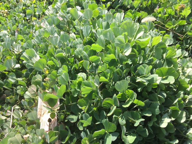 f:id:sk6960:20170326151406j:plain