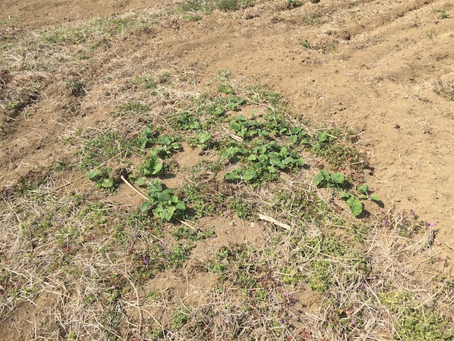 f:id:sk6960:20170326151408j:plain