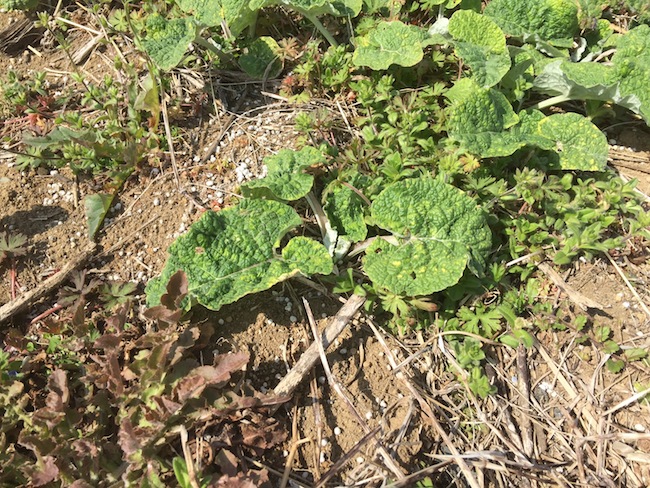 f:id:sk6960:20170326151409j:plain