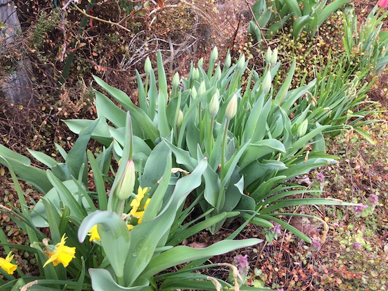 f:id:sk6960:20170401152819j:plain