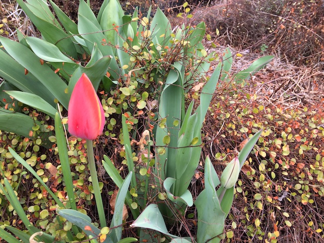 f:id:sk6960:20170401152821j:plain