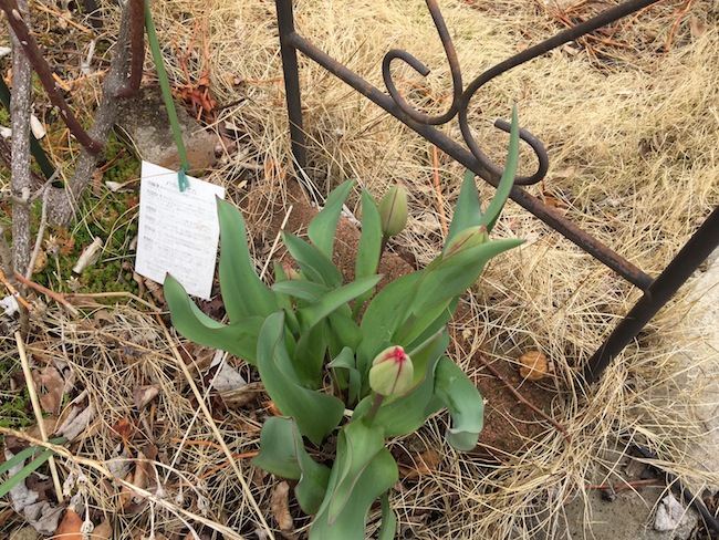 f:id:sk6960:20170401152823j:plain