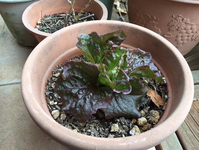 f:id:sk6960:20170401152825j:plain