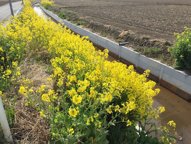 f:id:sk6960:20170402091239j:plain