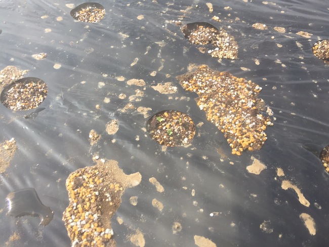 f:id:sk6960:20170402091240j:plain