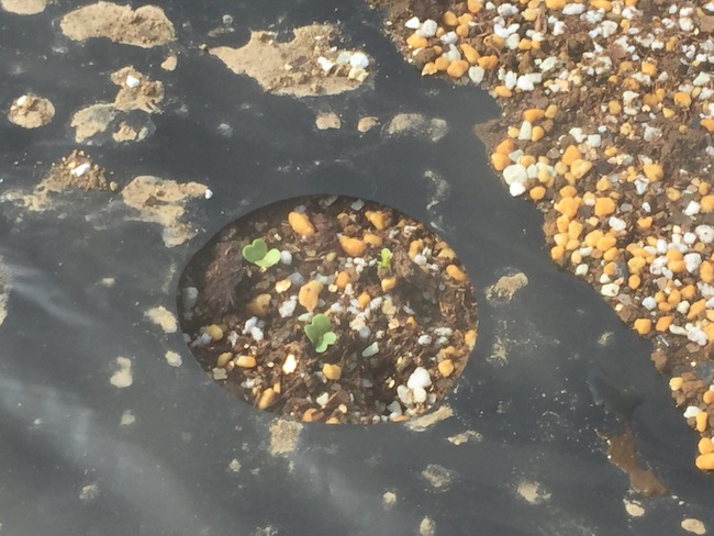 f:id:sk6960:20170402091241j:plain