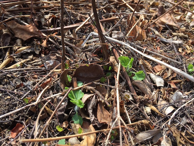 f:id:sk6960:20170408153031j:plain