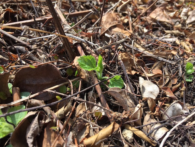 f:id:sk6960:20170408153032j:plain