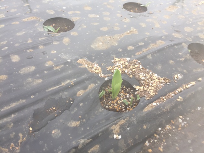 f:id:sk6960:20170514152126j:plain