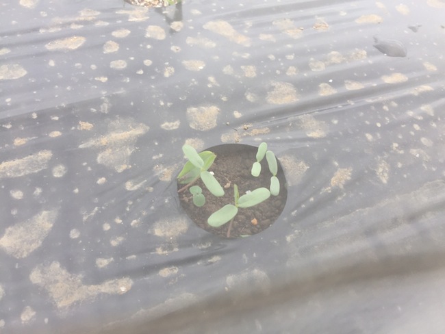 f:id:sk6960:20170514152127j:plain