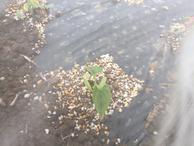 f:id:sk6960:20170514152128j:plain