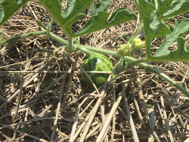 f:id:sk6960:20170617152121j:plain