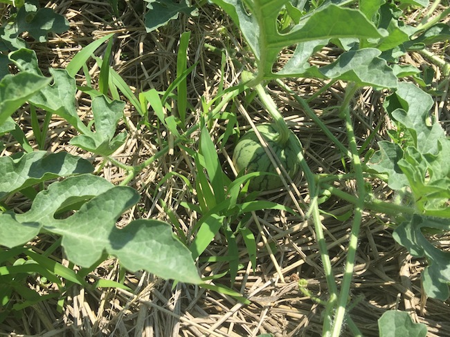 f:id:sk6960:20170617152123j:plain