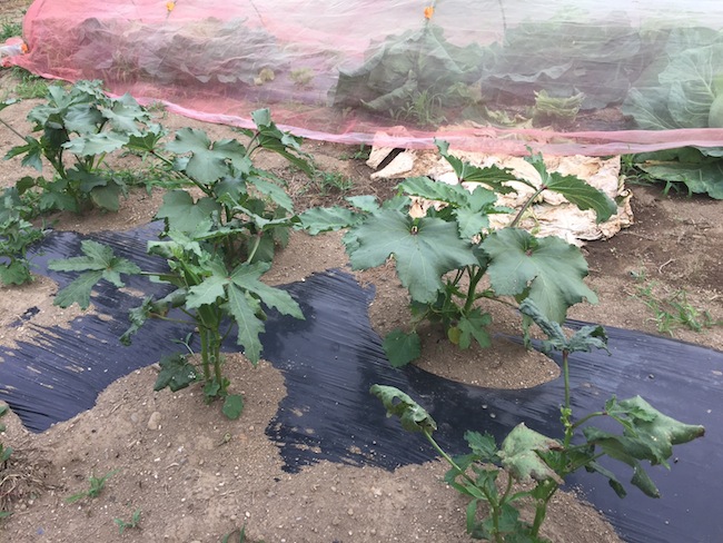 f:id:sk6960:20170625141525j:plain