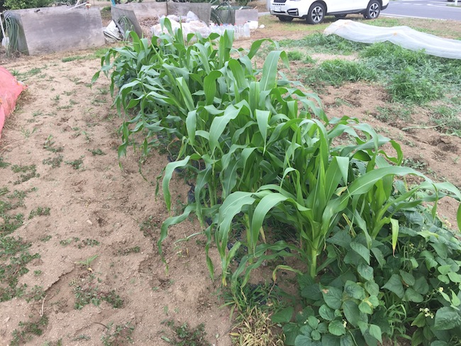 f:id:sk6960:20170625141527j:plain