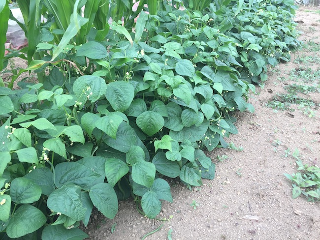 f:id:sk6960:20170625141528j:plain