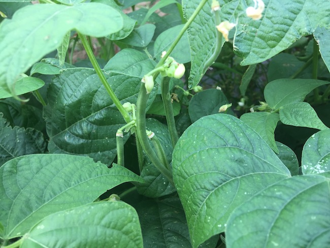 f:id:sk6960:20170625141530j:plain