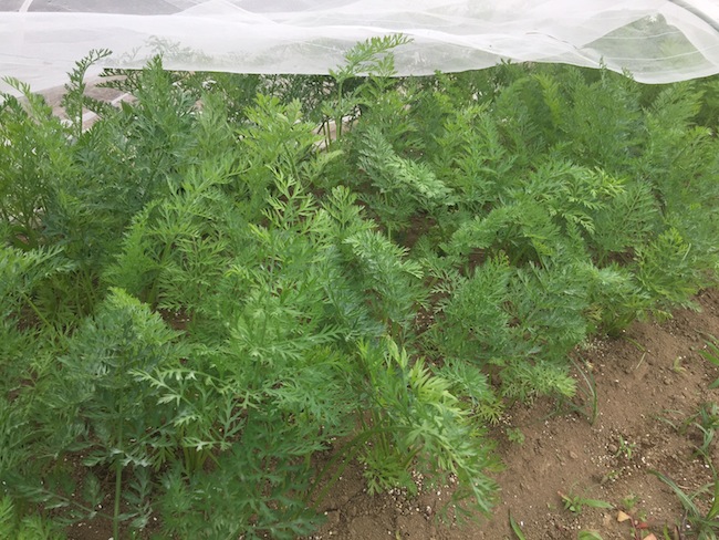 f:id:sk6960:20170625141532j:plain