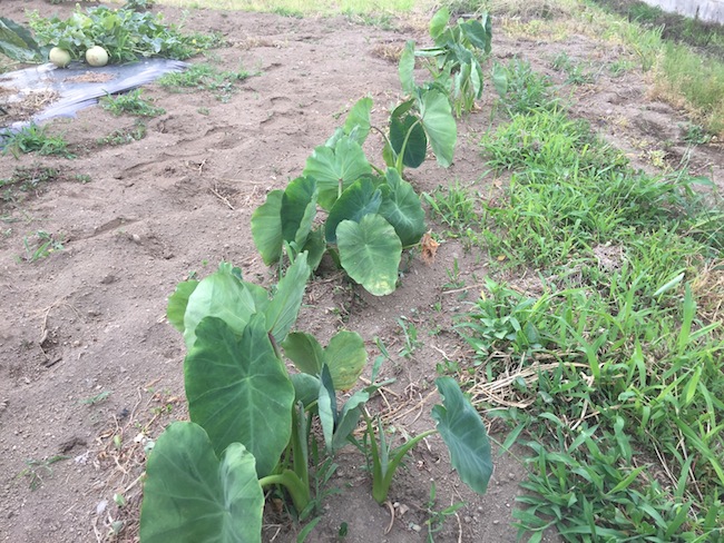 f:id:sk6960:20170625141534j:plain