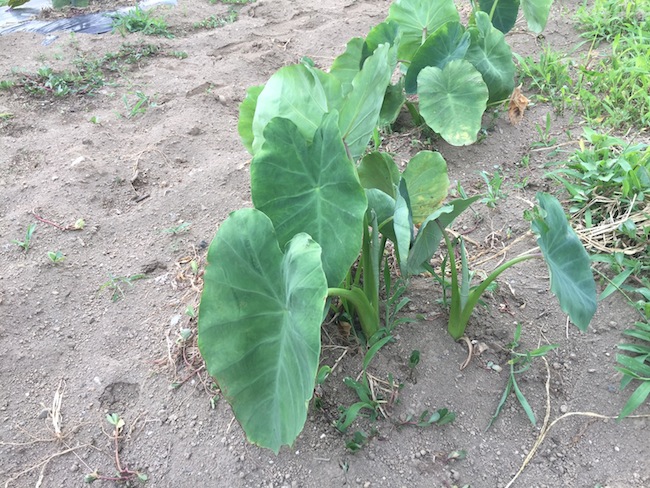 f:id:sk6960:20170625141535j:plain