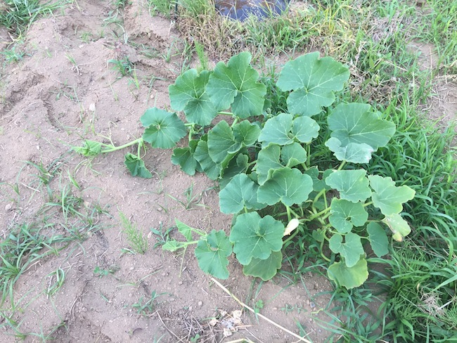 f:id:sk6960:20170625141541j:plain