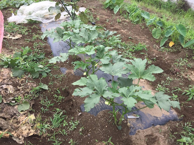 f:id:sk6960:20170702160319j:plain