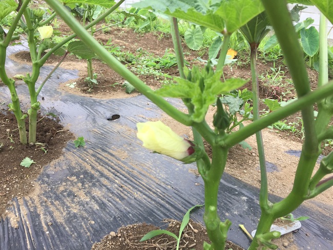 オクラを収穫しました 初収穫です 自称週末ファーマーの菜園ブログ