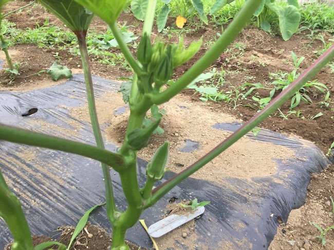 f:id:sk6960:20170702160321j:plain