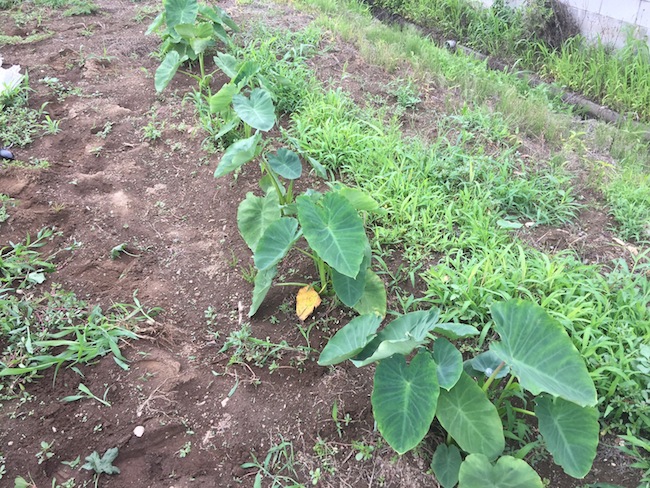 f:id:sk6960:20170702160322j:plain