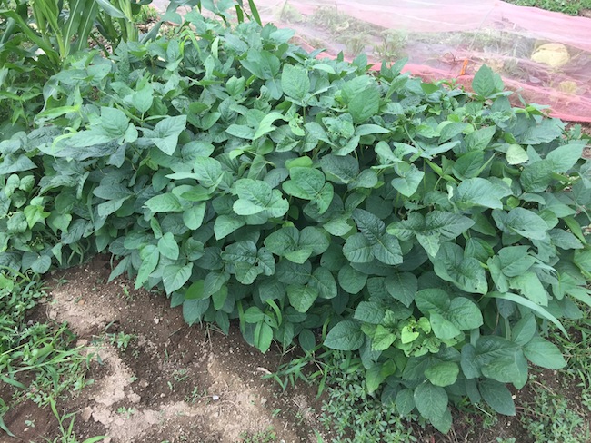 f:id:sk6960:20170702160324j:plain