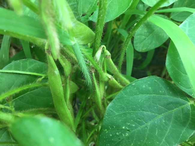 f:id:sk6960:20170702160326j:plain