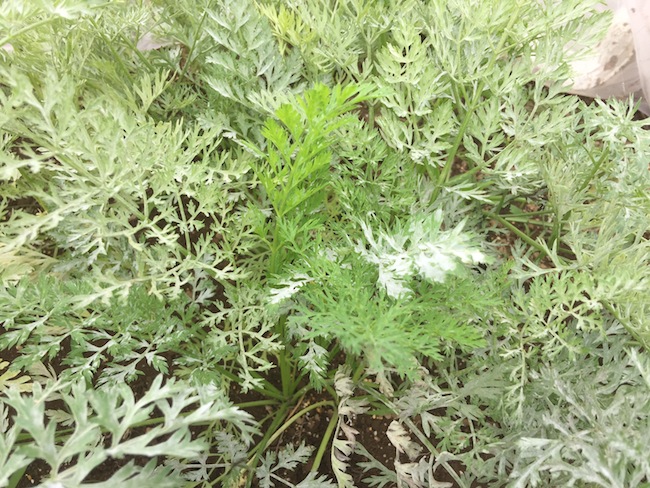 f:id:sk6960:20170702160328j:plain