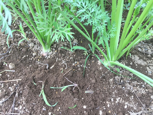 f:id:sk6960:20170702160329j:plain