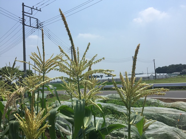 f:id:sk6960:20170708151839j:plain