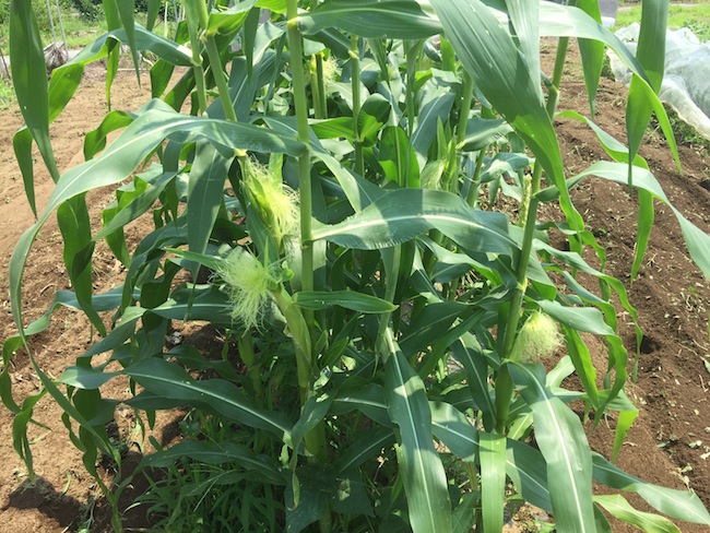 f:id:sk6960:20170708151840j:plain