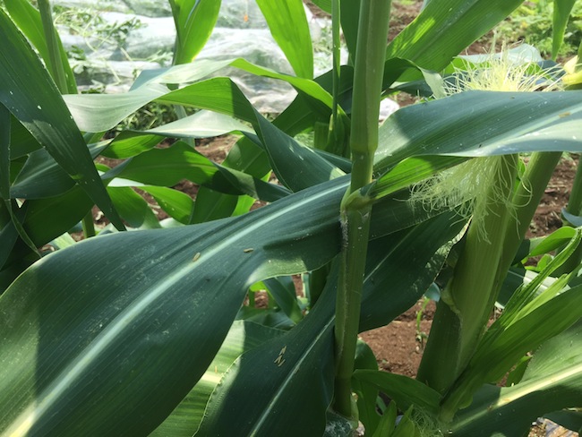 f:id:sk6960:20170708151841j:plain