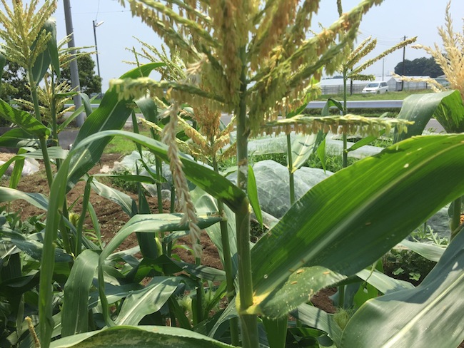 f:id:sk6960:20170708151842j:plain