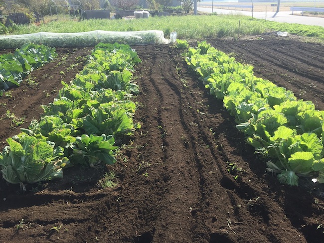 f:id:sk6960:20171105142319j:plain