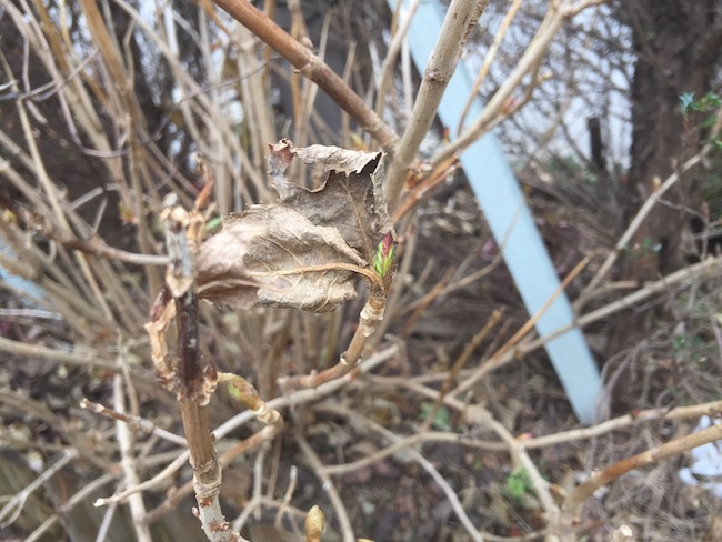 f:id:sk6960:20171224133916j:plain