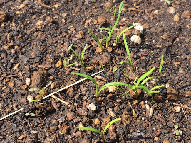 f:id:sk6960:20180514073150j:plain