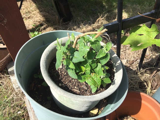 f:id:sk6960:20180514073153j:plain