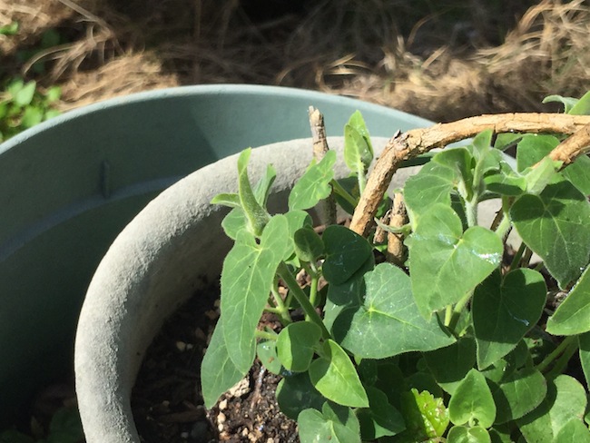 f:id:sk6960:20180514073154j:plain