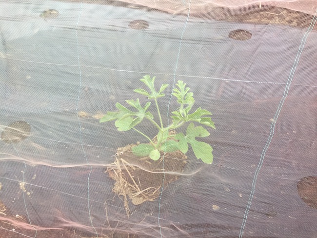 f:id:sk6960:20180514073156j:plain