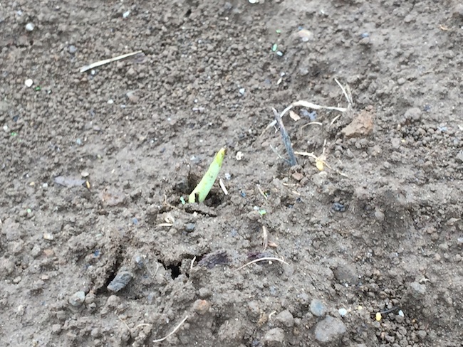 f:id:sk6960:20180514073158j:plain