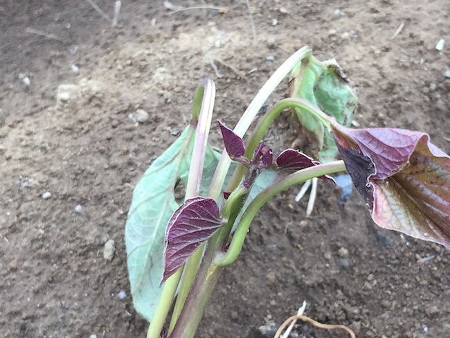 f:id:sk6960:20180514073202j:plain