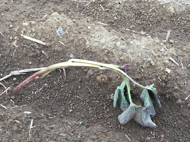 f:id:sk6960:20180514073203j:plain